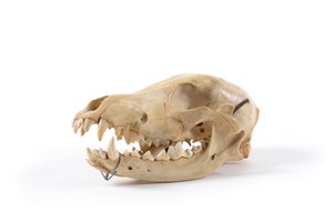 Image description is not available for 2011.1.1